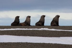 Photos-of-Antarctic-Wildlife-01 Photos-of-Antarctic-Wildlife-01