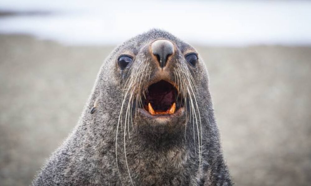 Photos-of-Antarctic-Wildlife-02