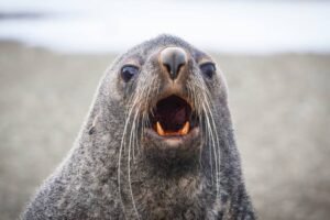 Photos-of-Antarctic-Wildlife-02 Photos-of-Antarctic-Wildlife-02