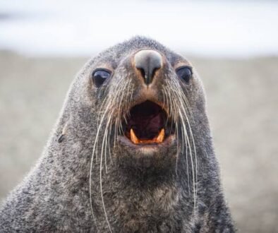 Photos-of-Antarctic-Wildlife-02