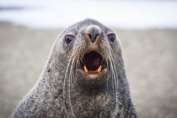 Photos-of-Antarctic-Wildlife-02