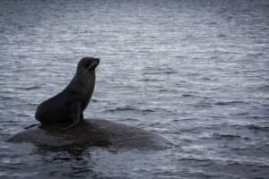 Photos-of-Antarctic-Wildlife-04 Photos-of-Antarctic-Wildlife-04