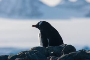 Photos-of-Antarctic-Wildlife-05 Photos-of-Antarctic-Wildlife-05