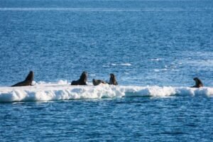 Photos-of-Antarctic-Wildlife-06 Photos-of-Antarctic-Wildlife-06