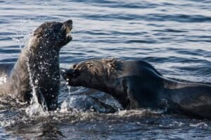 Photos-of-Antarctic-Wildlife-07 Photos-of-Antarctic-Wildlife-07