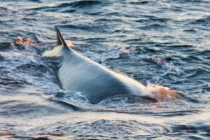 Photos-of-Antarctic-Wildlife-08 Photos-of-Antarctic-Wildlife-08