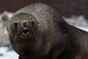 Photos-of-Antarctic-Wildlife-09 Photos-of-Antarctic-Wildlife-09