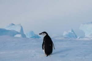 Photos-of-Antarctic-Wildlife-11 Photos-of-Antarctic-Wildlife-11