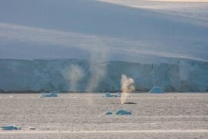 Photos-of-Antarctic-Wildlife-12 Photos-of-Antarctic-Wildlife-12