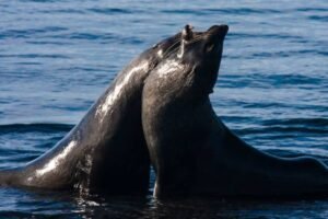 Photos-of-Antarctic-Wildlife-14 Photos-of-Antarctic-Wildlife-14