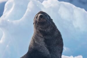 Photos-of-Antarctic-Wildlife-15 Photos-of-Antarctic-Wildlife-15