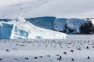 Photos-of-Antarctic-Wildlife-16 Photos-of-Antarctic-Wildlife-16