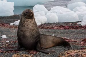 Photos-of-Antarctic-Wildlife-17 Photos-of-Antarctic-Wildlife-17