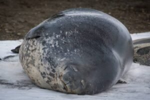 Photos-of-Antarctic-Wildlife-18 Photos-of-Antarctic-Wildlife-18