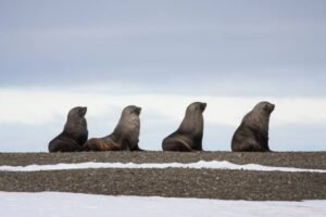 Photos-of-Antarctic-Wildlife-19 Photos-of-Antarctic-Wildlife-19