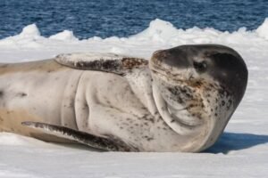 Photos-of-Antarctic-Wildlife-20 Photos-of-Antarctic-Wildlife-20