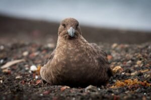 Photos-of-Antarctic-Wildlife-21 Photos-of-Antarctic-Wildlife-21