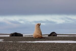 Photos-of-Antarctic-Wildlife-22 Photos-of-Antarctic-Wildlife-22