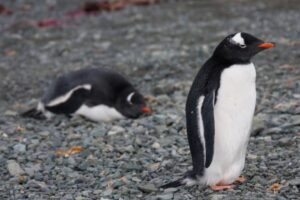 Photos-of-Antarctic-Wildlife-23 Photos-of-Antarctic-Wildlife-23
