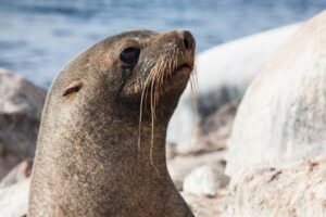 Photos-of-Antarctic-Wildlife-24 Photos-of-Antarctic-Wildlife-24