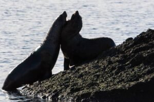 Photos-of-Antarctic-Wildlife-25 Photos-of-Antarctic-Wildlife-25