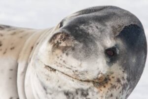 Photos-of-Antarctic-Wildlife-26 Photos-of-Antarctic-Wildlife-26