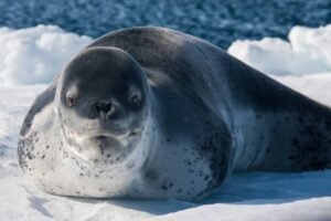 Photos-of-Antarctic-Wildlife-27 Photos-of-Antarctic-Wildlife-27