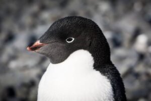 Photos-of-Antarctic-Wildlife-28 Photos-of-Antarctic-Wildlife-28