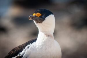 Photos-of-Antarctic-Wildlife-29 Photos-of-Antarctic-Wildlife-29