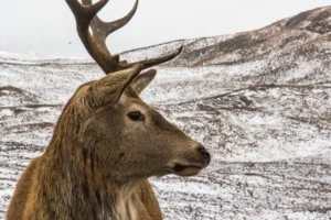 Scottish-Highlands35 Scottish-Highlands35