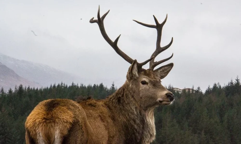 Scottish-Highlands36