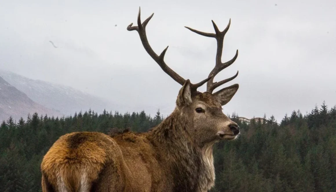 Scottish-Highlands36