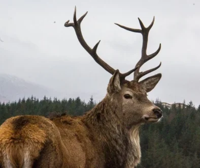 Scottish-Highlands36