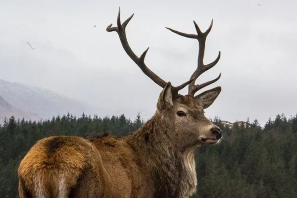 Scottish-Highlands36