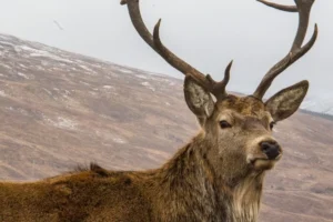 Scottish-Highlands37 Scottish-Highlands37